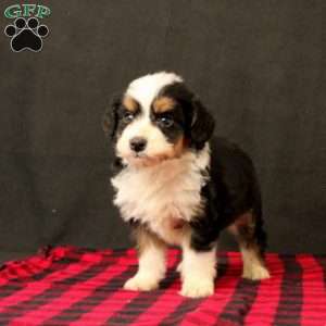 Omar, Mini Bernedoodle Puppy